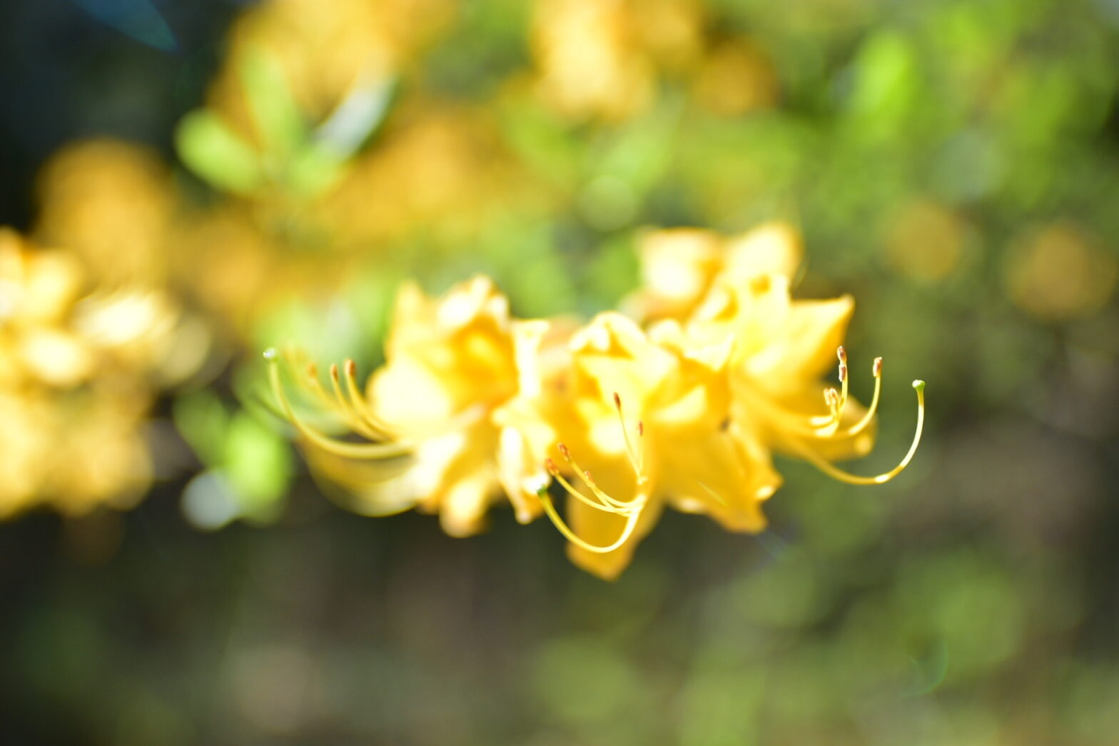 Birmingham Botanical Garden and the hike that was almost disaster.