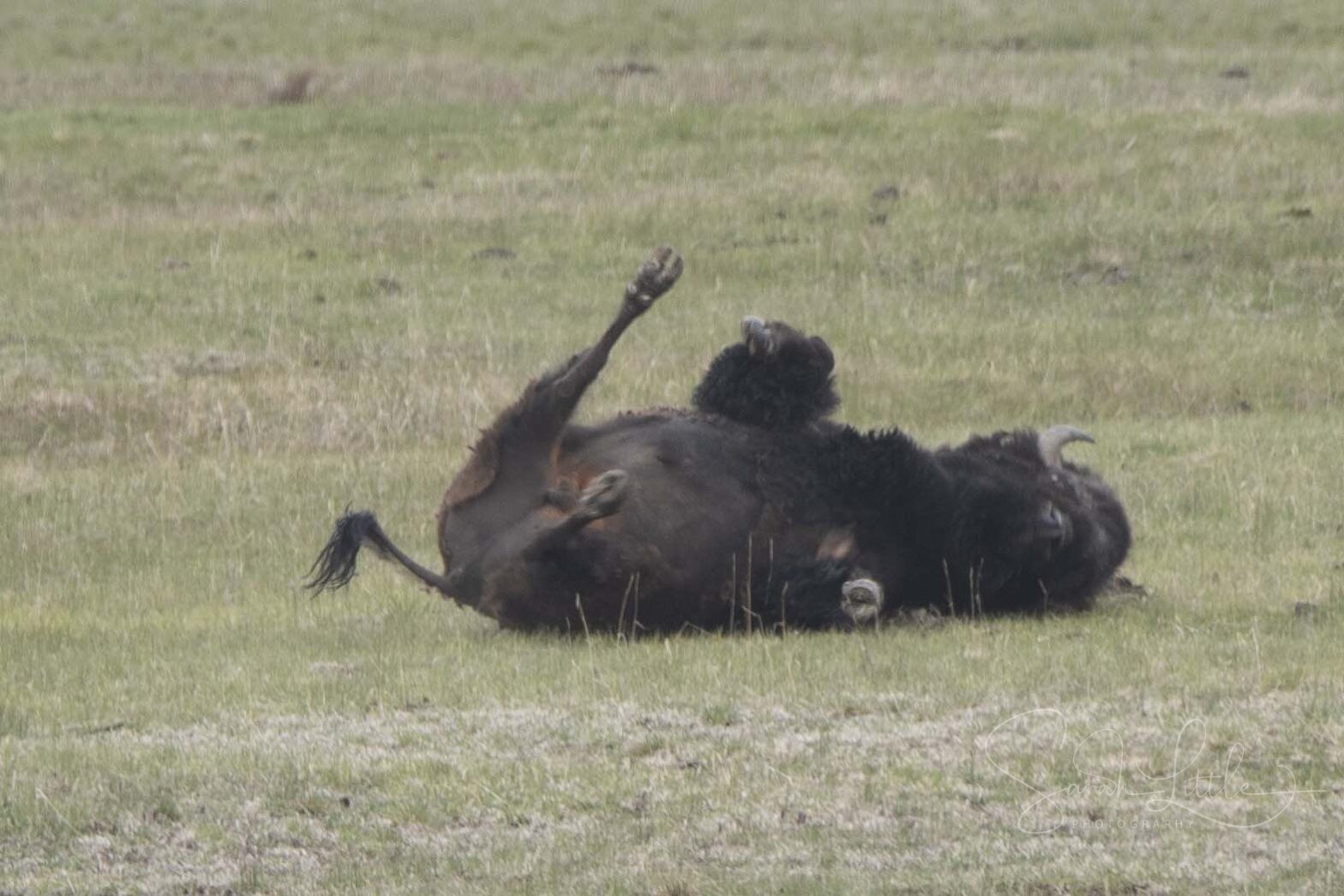 Yellowstone Adventure