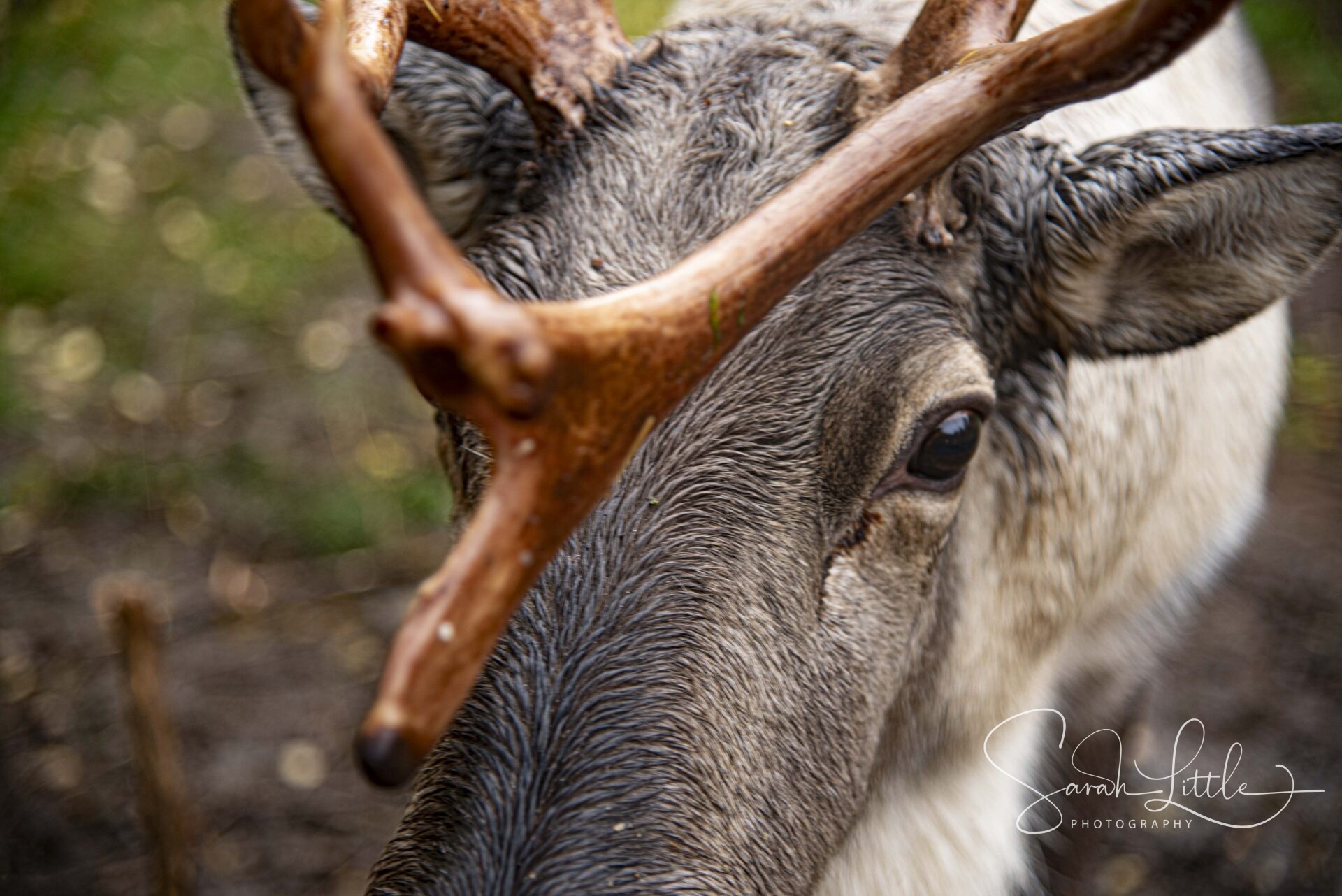 Icelandic Animal Bucket List